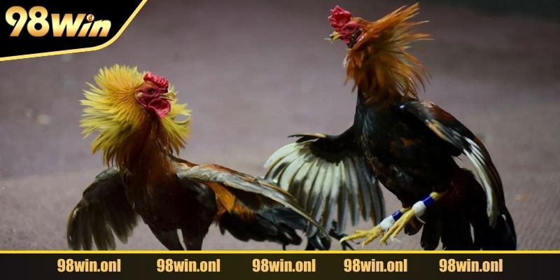 Bí kíp chọn chiến kê tốt thông qua ngoại hình theo 98WIN