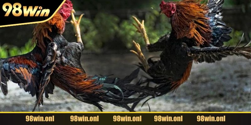 Chọn màu mạng đá gà theo ngày