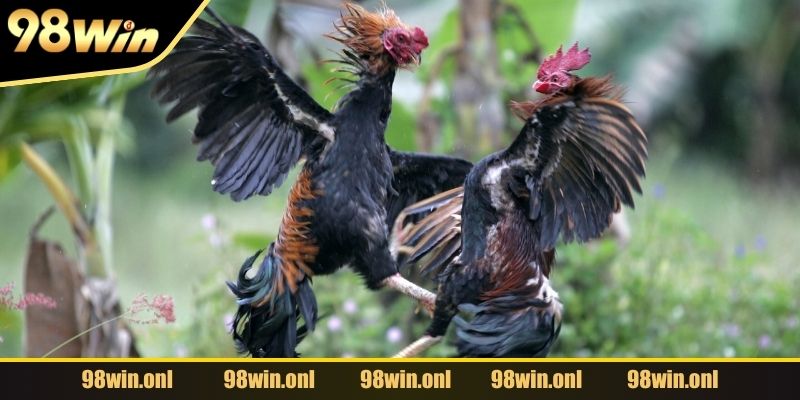 Cửa Wala cho những ai dự đoán gà nhà cái thắng