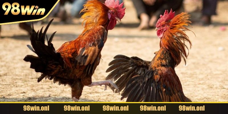 Đá gà cựa sắt được ưa chuộng tại 98WIN