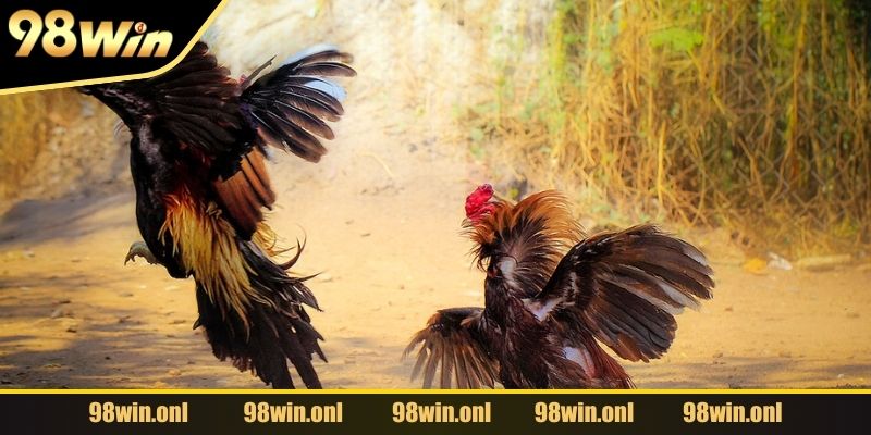 Sân chơi hội tụ đầy đủ nhiều chiến kê tinh nhuệ