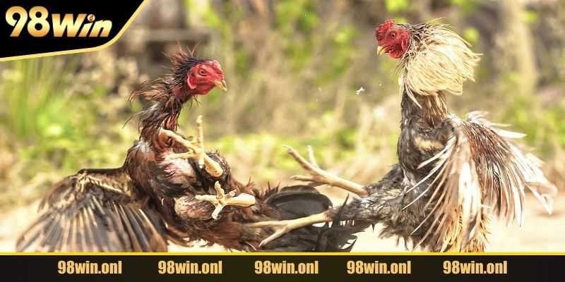 Tỷ lệ thắng cao trong đá gà chưa chắc đã trúng thưởng