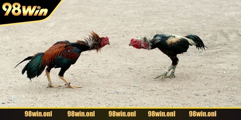 Bí kíp tăng cơ hội chiến thắng lên đến 80%