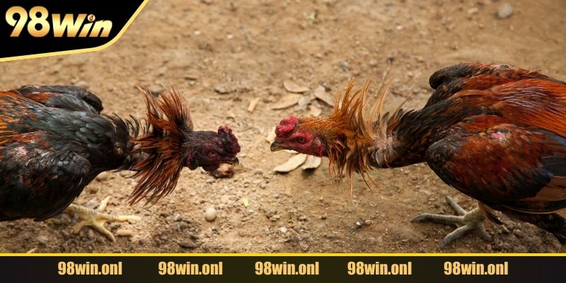 Giải mã thuật ngữ khó nhằn trong thế giới chọi kê