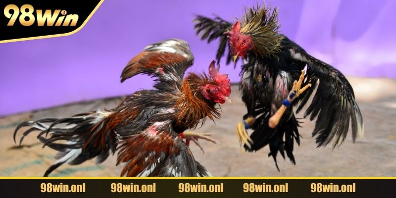 Nghệ thuật và kỹ năng của những chiến binh lông vũ